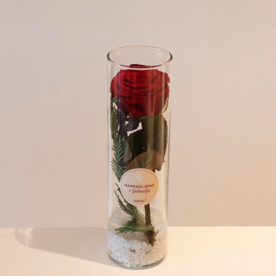 Ekvador crvena ruža u vazi Habitat