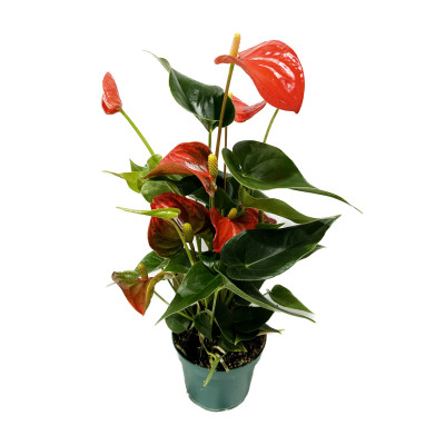 Saksijsko Cvijeće Anthurium An Red 12,40