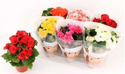 Saksijsko Cvijeće Begonia El Doub.Red 14,30