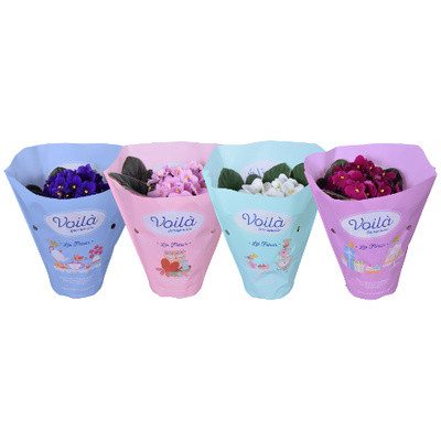 Saksijsko Cvijeće Saintpaulia Mix 12,20