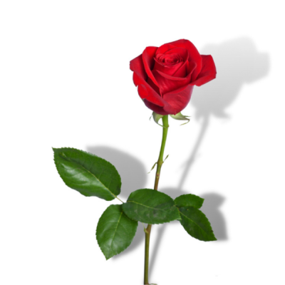 Rc. ruža 8. Mart pak. Veletex