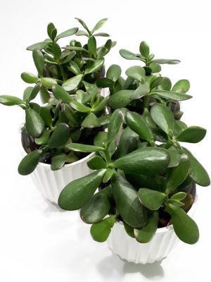 Sak.cv crassulu ovata 510.20 Veletex